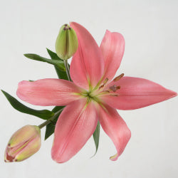 LILY 2 BL LPK LA Indian Summerset 10 ST 10 St(Stems)