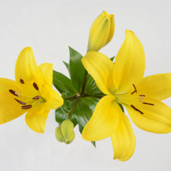 LILY 2 BL YEL LA PAVIA 10ST 10 St(Stems)