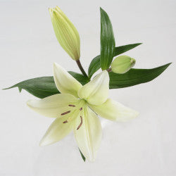 LILY 3-5 BL WHI LA HYB WHITE 10 st 10 St(Stems)