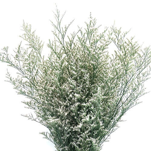 LIMONIUM 70cm WHI MISTY WHITE 10ST(Bunches)