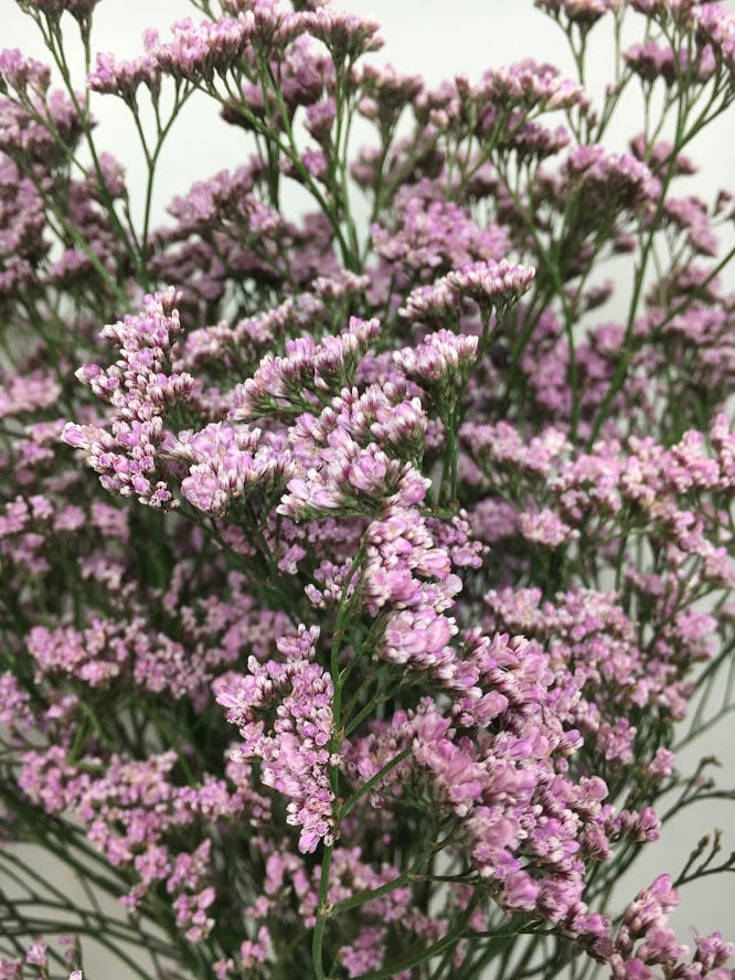 LIMONIUM 70cm PNK Oshi 10 ST(Bunches)