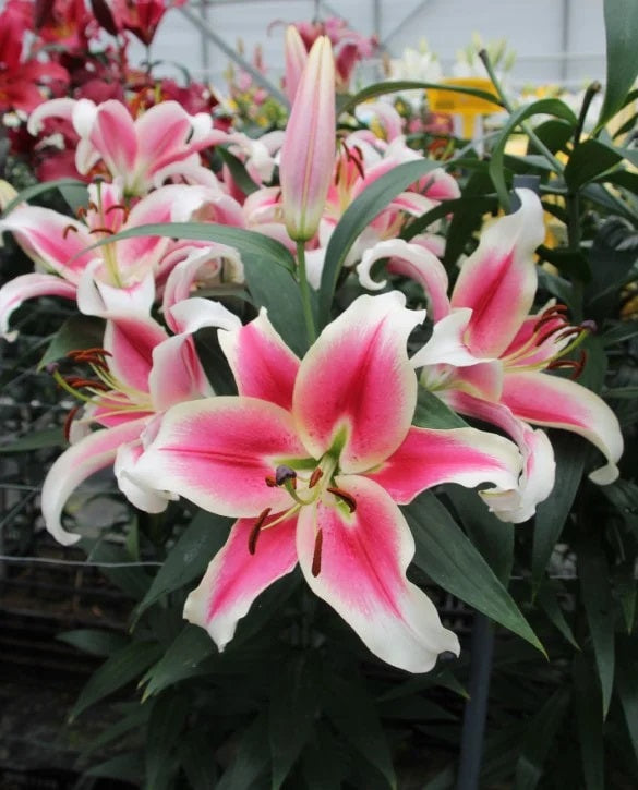 ORIENTAL LILY 3-5 BL BIC Candy Club Whi/Pnk 10 St(Stems)