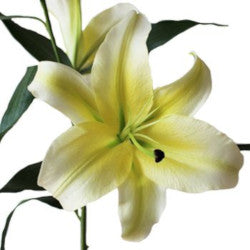 ORIENTAL LILY 3-5 BL YEL Concador 10st 10 St(Stems)