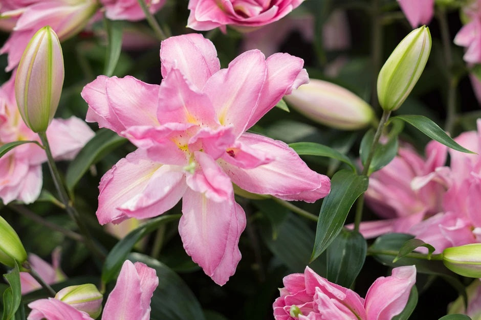 ORIENTAL LILY 3-5 BL DPK Double Blm.Roselily 10 St(Stems)