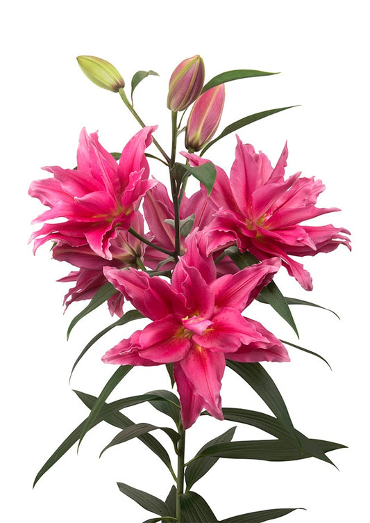 ORIENTAL LILY 3-5 BL DPK Dbl Bl.- Roselily Elena 10 St(Stems