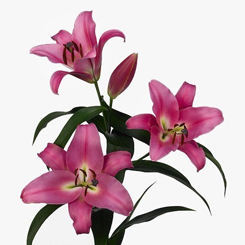 LILIES OR DARK PINK PROFUNDO 10ST 3-5 BL