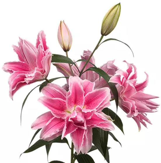 ORIENTAL LILY ROSELILY ISABELLA DBL.BLM 2-3 BL