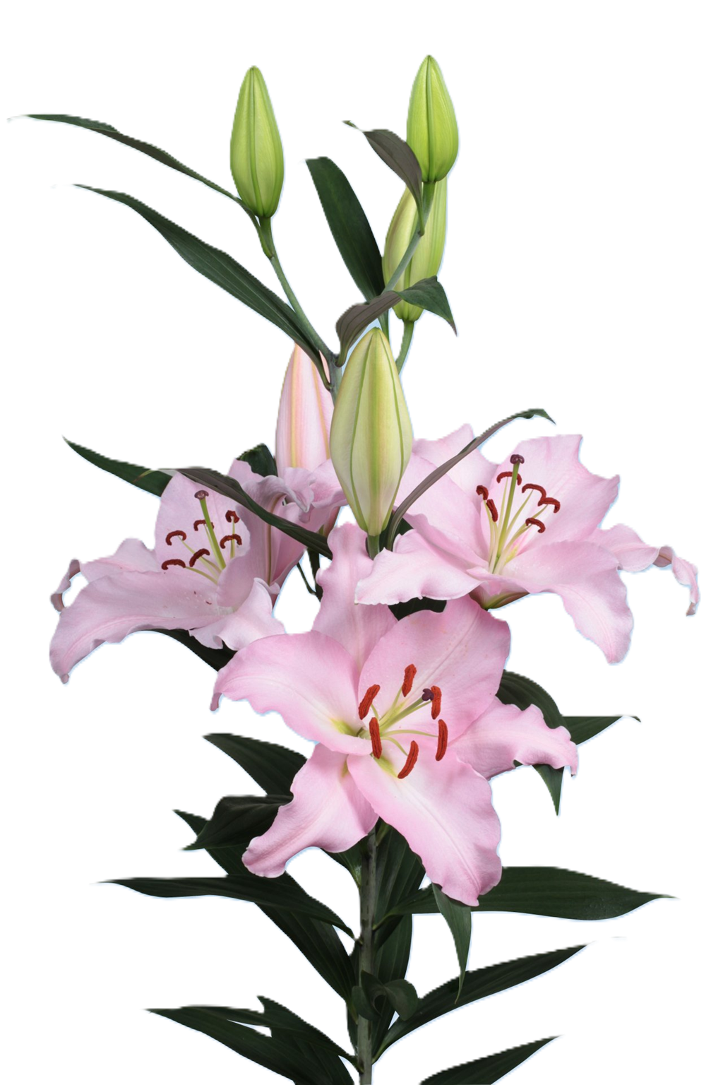 ORIENTAL LILY 3-5 BL LPK Rubiano 10 St(Stems)