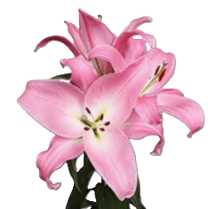 ORIENTAL LILY 3-5 BL LPK TABLEDANCE 10 St(Stems)