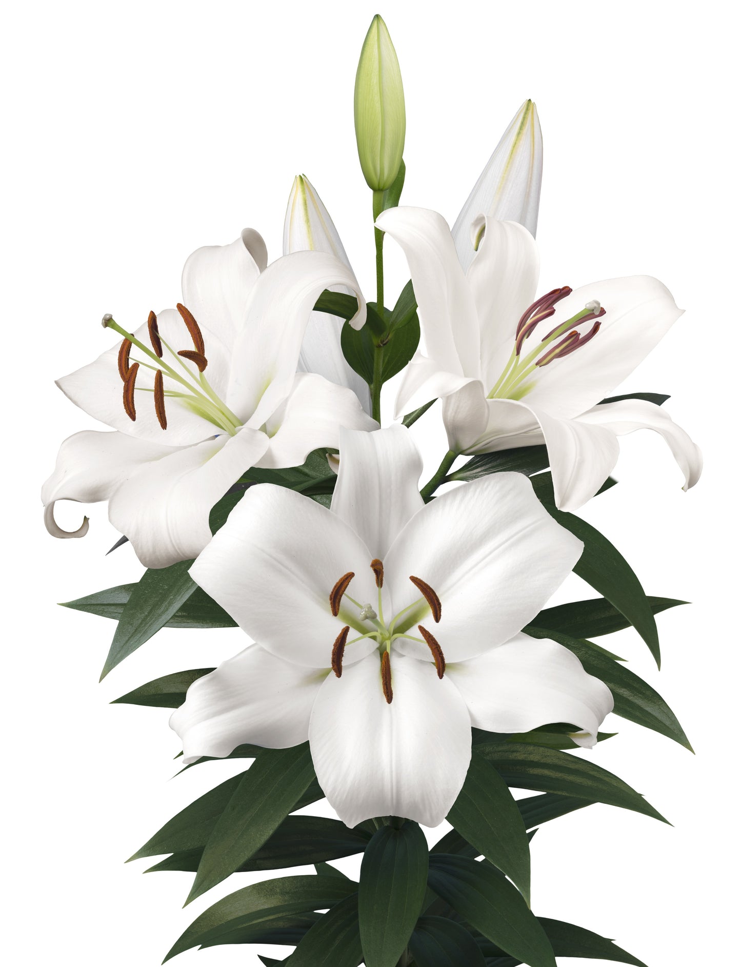 ORIENTAL LILY ZAMBESI 3-5 BL