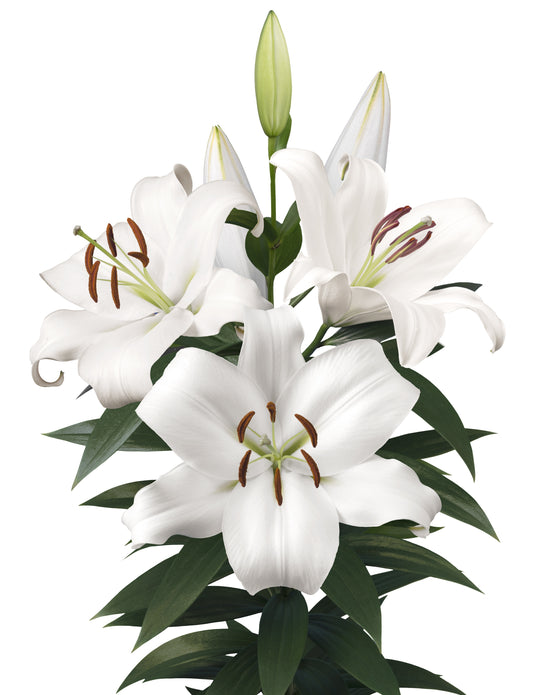 ORIENTAL LILY ZAMBESI 3-5 BL