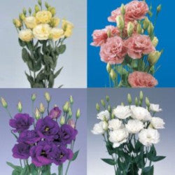 LISIANTHUS ASSORTED 10ST 70cm
