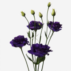 LISIANTHUS PURPLE 10ST 70cm