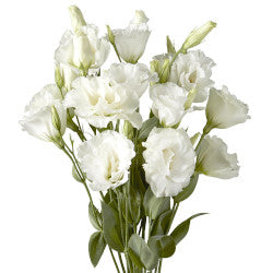 LISIANTHUS WHITE 10ST 70cm
