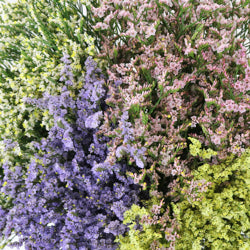 LIMONIUM ASST WH/BL/YL/PK Select