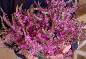 LIMONIUM ROYAL CH MAGENTA 40cm