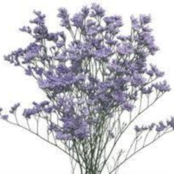 LIMONIUM MISTY BLUE 10ST Select