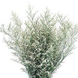 LIMONIUM MISTY WHITE 10ST Select