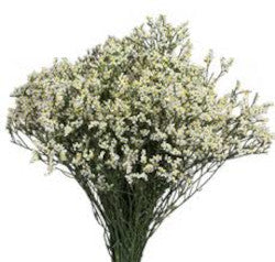 LIMONIUM DIAMOND WHITE 70cm Select