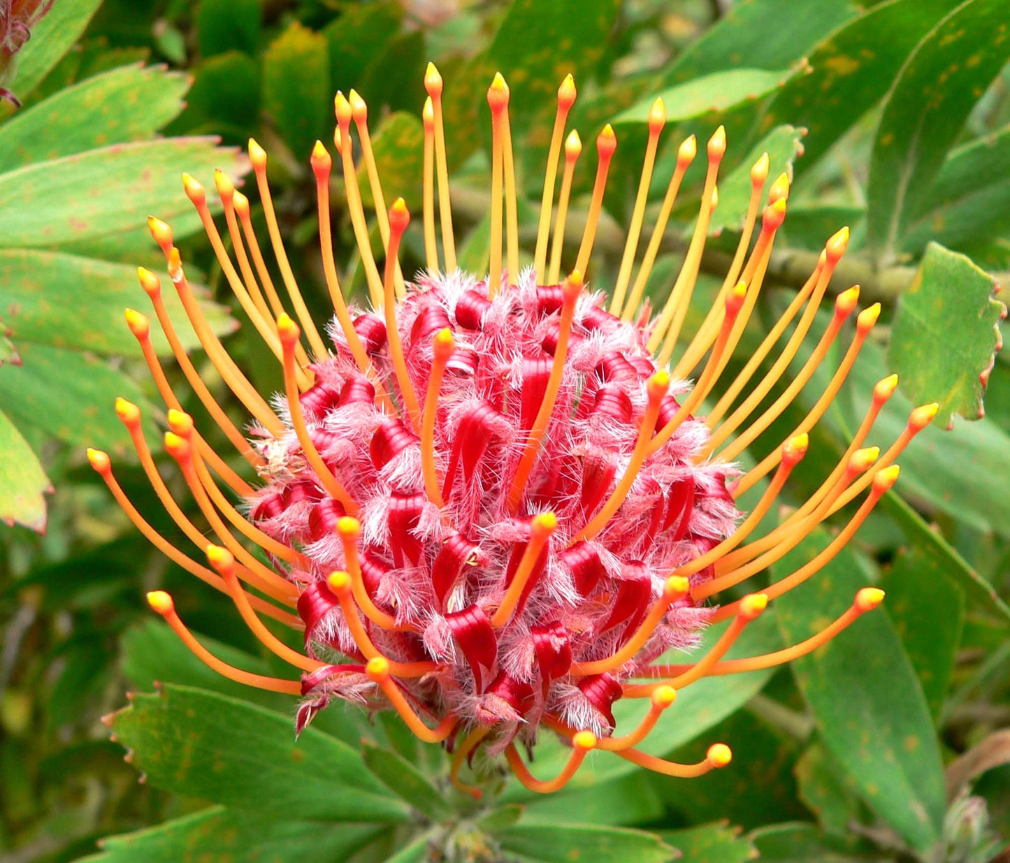 LEUCOSPERMUM PINCUSHION SCARLET RIBBON OR/RD 40cm