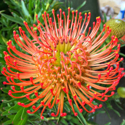 LEUCOSPERMUM PINCUSHION SUNRISE OR/RD 1ST 40cm