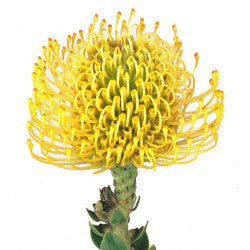 LEUCOSPERMUM PINCUSHION HIGH GOLD YELLOW 1ST 40