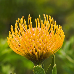 LEUCOSPERMUM PINCUSHION MOONLIGHT YELLOW