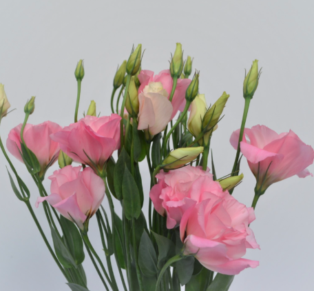 LISIANTHUS 70cm PNK Pink 10 St(Stems)