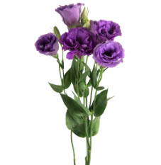 LISIANTHUS 60cm PUR Purple 10St 10 St(Stems)