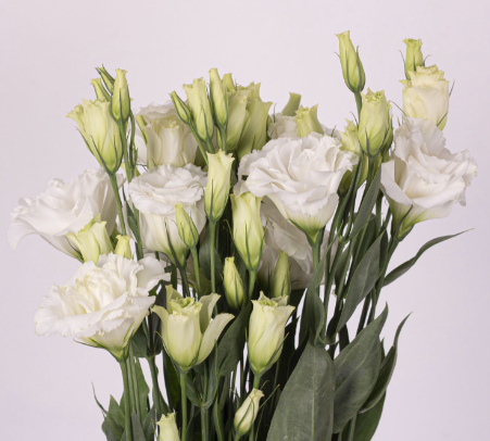 LISIANTHUS 70cm WHI White 10St 10 St(Stems)