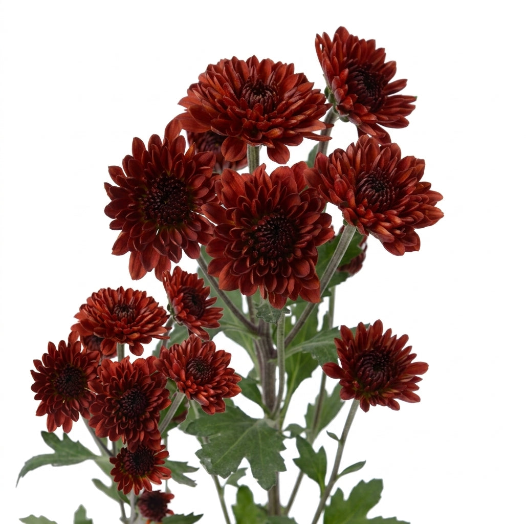 POMPON BUTTON LEXY RED