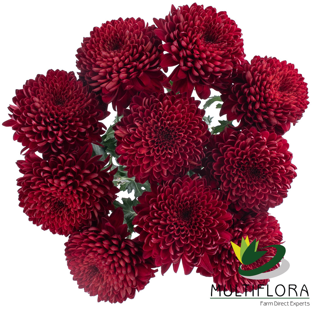 MUMBALL EX RED Pasión Ruby 10 St(Stems)