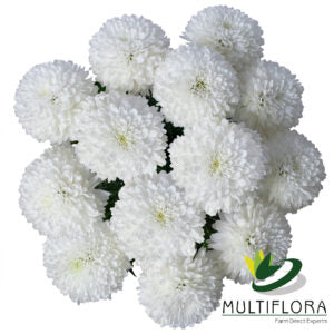 MUMBALL EX WHI Superbowl 10st 10 St(Stems)
