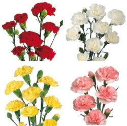 MINICARNATION ASSORTED 10ST Select