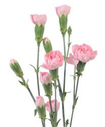 MINICARNATION LIGHT PINK Select
