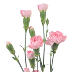 MINICARNATION ZAGARA LIGHT PINK 10ST Select