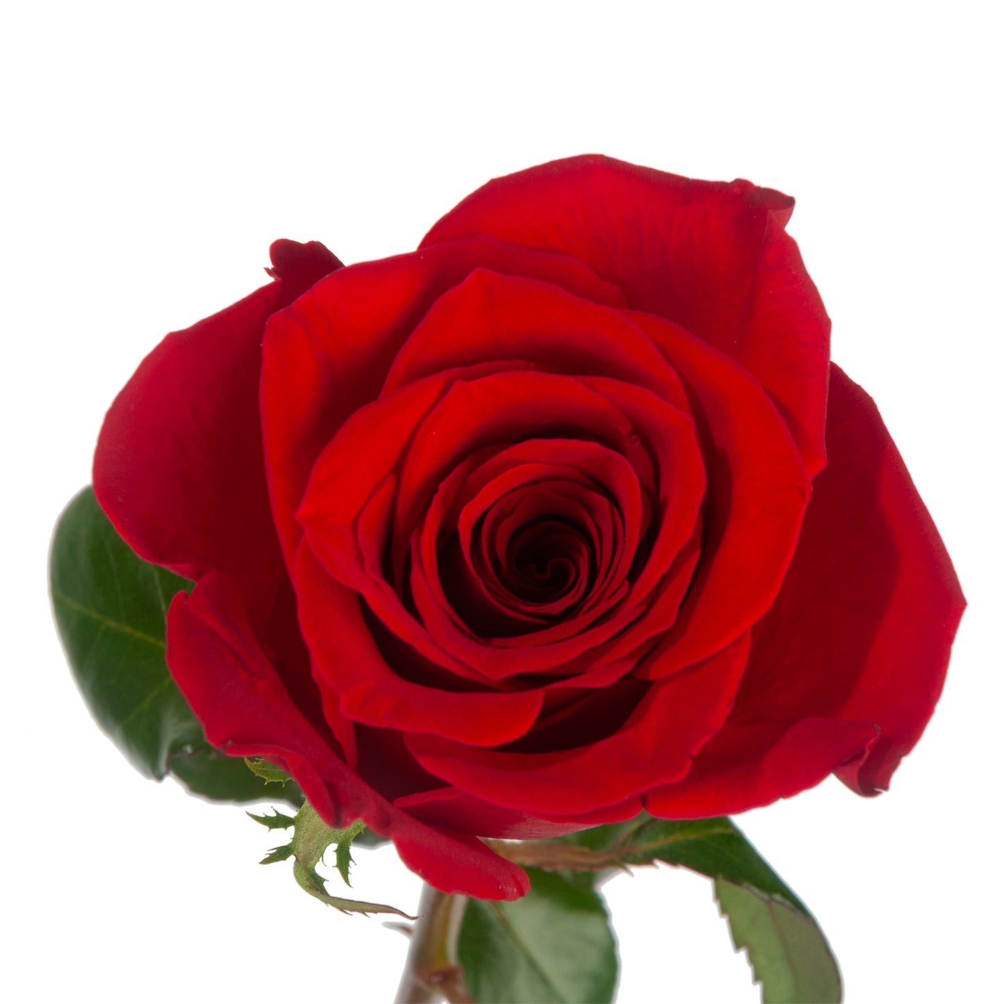RED ROSE FREEDOM 50CM