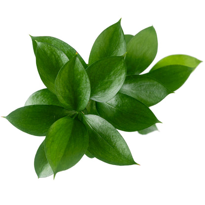 GREEN ISRAELI RUSCUS