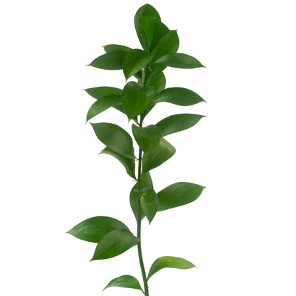 GREEN ISRAELI RUSCUS