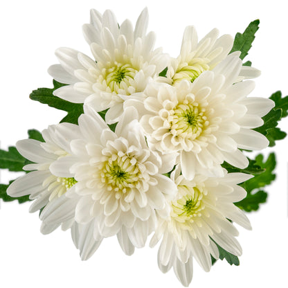 POMPON CUSHION MAISY WHITE