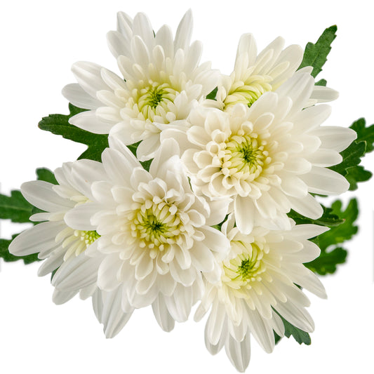 POMPON CUSHION MAISY WHITE