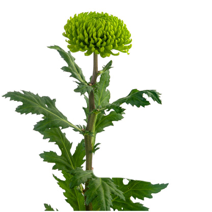 DISBUD BALL GREEN ALEMANI