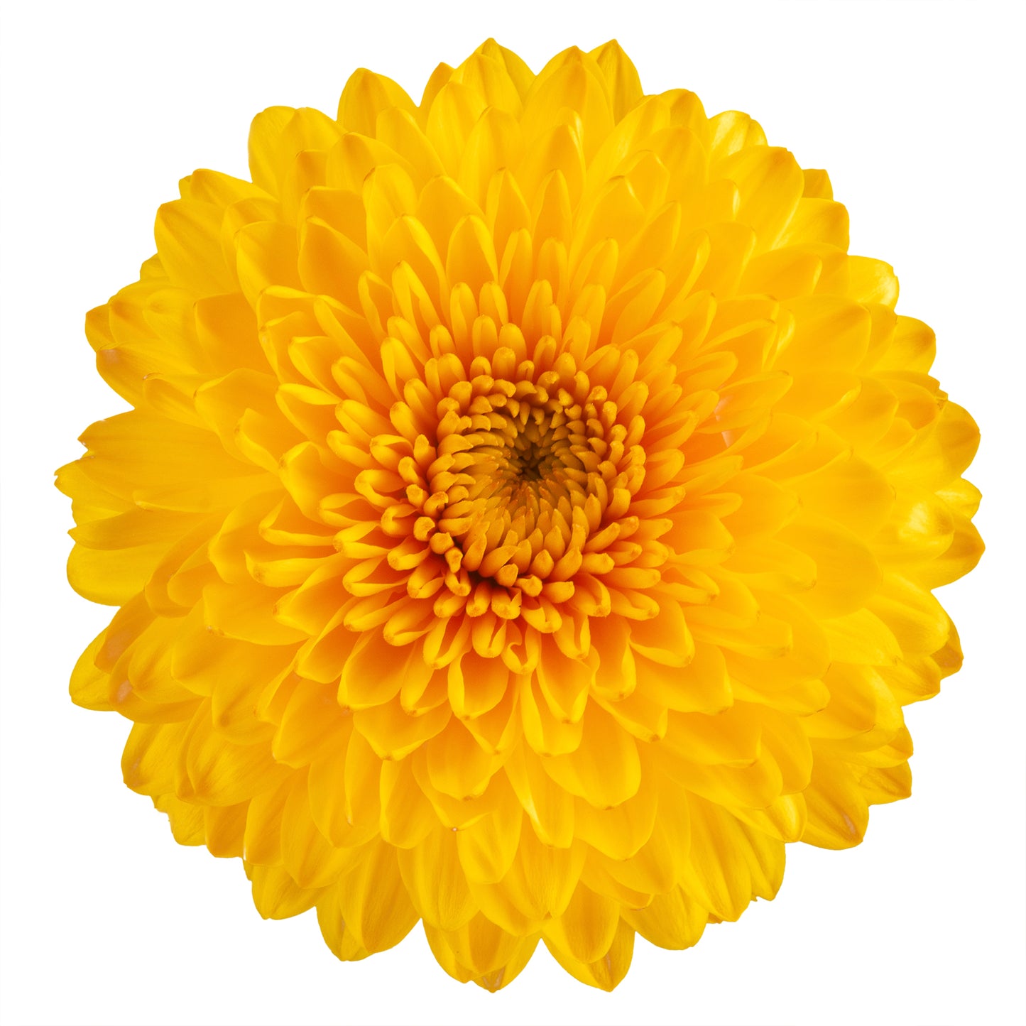 DISBUD BALL PALADOV SUNNY YELLOW