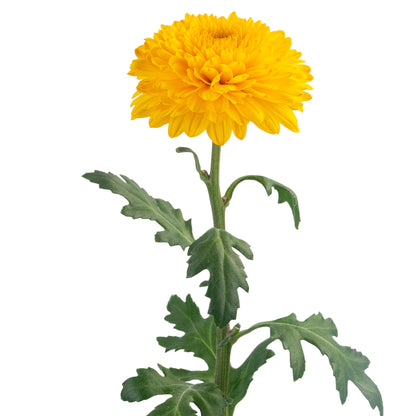 DISBUD BALL PALADOV SUNNY YELLOW