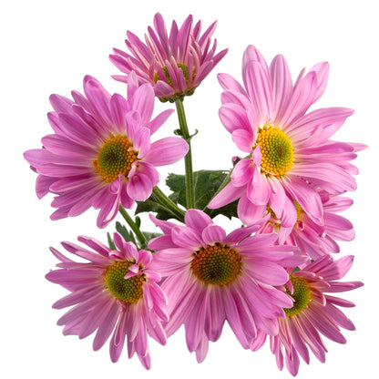 DAISY PINK ATLANTIS EX