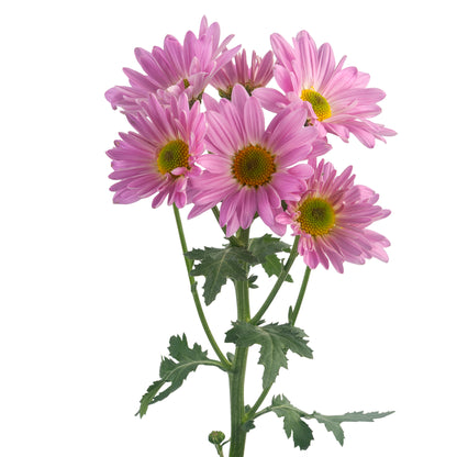 DAISY PINK ATLANTIS EX