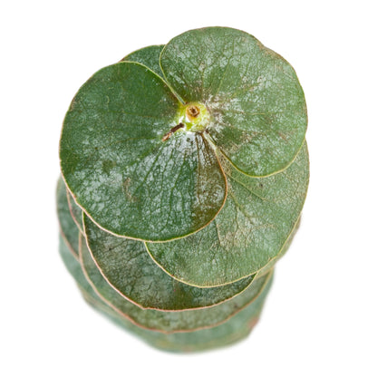 EUCALYPTO BABY BLUE EX