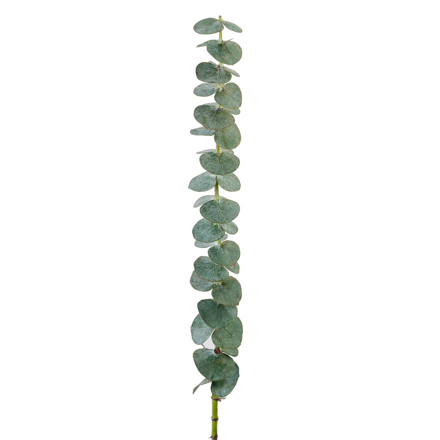 EUCALYPTO BABY BLUE EX