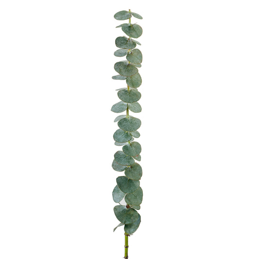 EUCALYPTO BABY BLUE EX