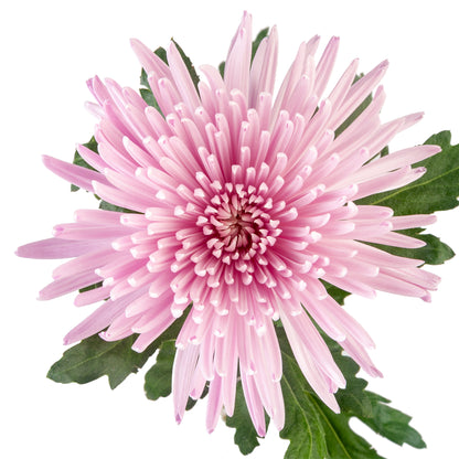 SPIDER MUM LILAC ANASTASIA EX